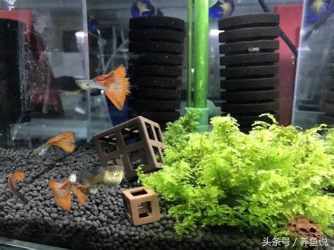 怎麼養魚|養魚入門：13技巧及飼養注意